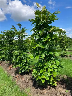 Rotbuche - Fagus sylvatica - Formgehölze