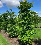 Rotbuche - Fagus sylvatica - Formgehölze