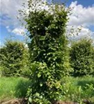 Rotbuche - Fagus sylvatica - Formgehölze