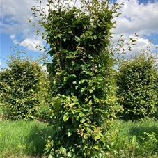 Fagus sylvatica - Formgehölze, Fertighecke 50x50 150-