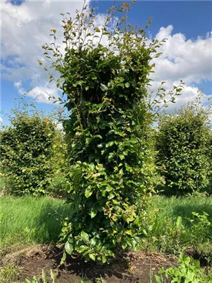 Rotbuche - Fagus sylvatica - Formgehölze