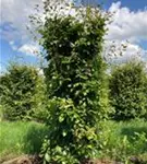 Rotbuche - Fagus sylvatica - Formgehölze