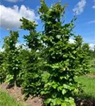 Rotbuche - Fagus sylvatica - Formgehölze