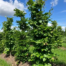 Fagus sylvatica - Formgehölze, Fertighecke 40x40 150-