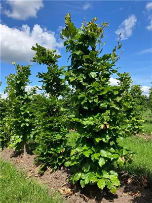 Rotbuche - Fagus sylvatica - Formgehölze