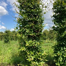 Fagus sylvatica - Formgehölze, Fertighecke 50x50 175-