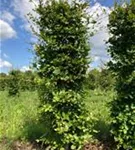 Rotbuche - Fagus sylvatica - Formgehölze