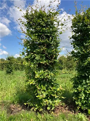 Rotbuche - Fagus sylvatica - Formgehölze