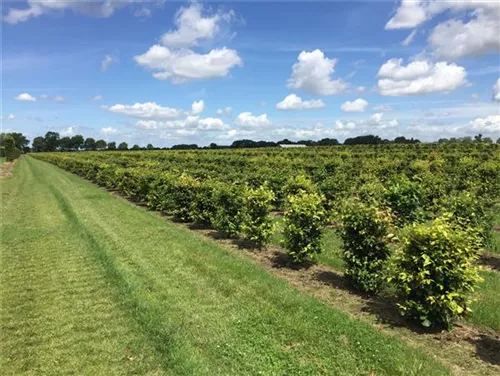 Rotbuche - Fagus sylvatica - Formgehölze