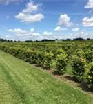 Rotbuche - Fagus sylvatica - Formgehölze