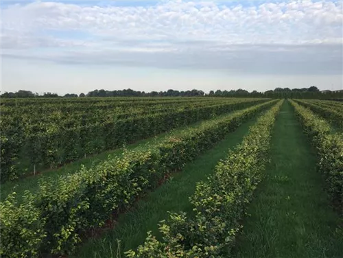 Rotbuche - Fagus sylvatica - Formgehölze