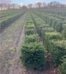 Heimische Eibe - Taxus baccata - Formgehölze
