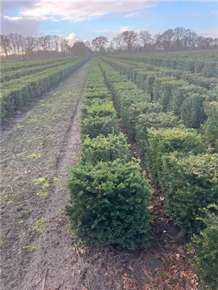 Heimische Eibe - Taxus baccata - Formgehölze