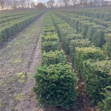 Taxus baccata - Formgehölze, Fertighecke 50x50 60-
