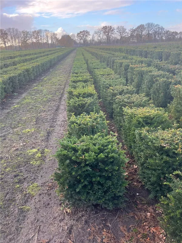Heimische Eibe - Taxus baccata - Formgehölze