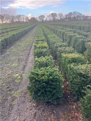 Heimische Eibe - Taxus baccata - Formgehölze