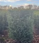 Heimische Eibe - Taxus baccata - Formgehölze