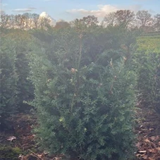 Taxus baccata - Formgehölze, Fertighecke 50x50 80-
