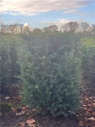 Heimische Eibe - Taxus baccata - Formgehölze
