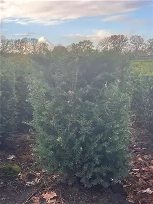 Heimische Eibe - Taxus baccata - Formgehölze
