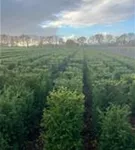 Heimische Eibe - Taxus baccata - Formgehölze