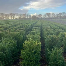 Taxus baccata - Formgehölze, Fertighecke 50x50 100-