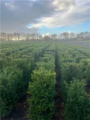 Heimische Eibe - Taxus baccata - Formgehölze