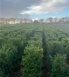 Heimische Eibe - Taxus baccata - Formgehölze