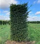 Heimische Eibe - Taxus baccata - Formgehölze