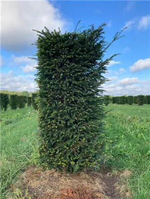 Heimische Eibe - Taxus baccata - Formgehölze