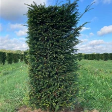 Taxus baccata - Formgehölze, Fertighecke 50x50 125-