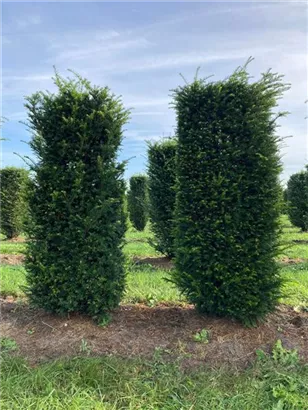 Heimische Eibe - Taxus baccata - Formgehölze