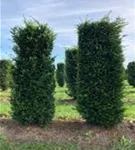 Heimische Eibe - Taxus baccata - Formgehölze