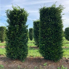 Taxus baccata - Formgehölze, Fertighecke 50x50 150-