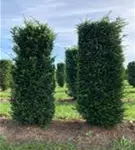 Heimische Eibe - Taxus baccata - Formgehölze