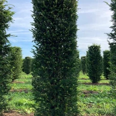 Taxus baccata - Formgehölze, Fertighecke 50x50 175-