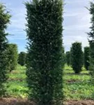 Heimische Eibe - Taxus baccata - Formgehölze