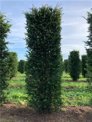 Heimische Eibe - Taxus baccata - Formgehölze