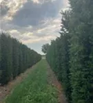 Heimische Eibe - Taxus baccata - Formgehölze