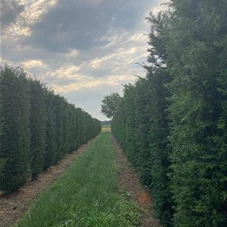 Taxus baccata - Formgehölze, Fertighecke 50x50 200-
