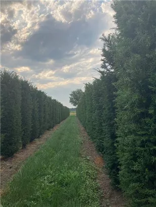 Heimische Eibe - Taxus baccata - Formgehölze