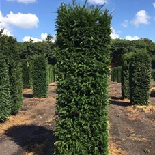 Taxus baccata - Formgehölze, Fertighecke 50x50 225-