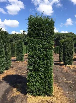 Heimische Eibe - Taxus baccata - Formgehölze