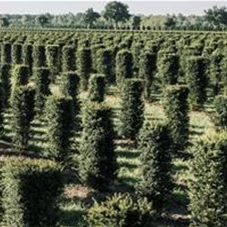 Taxus baccata - Formgehölze, Fertighecke 50x50 250-