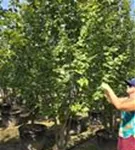 Eisenbaum 'Vanessa' - Parrotia persica 'Vanessa' - Formgehölze