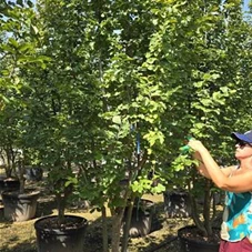 Parrotia persica 'Vanessa' - Formgehölze, C 155 300- 350