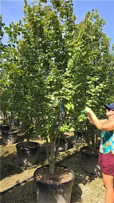 Eisenbaum 'Vanessa' - Parrotia persica 'Vanessa' - Formgehölze