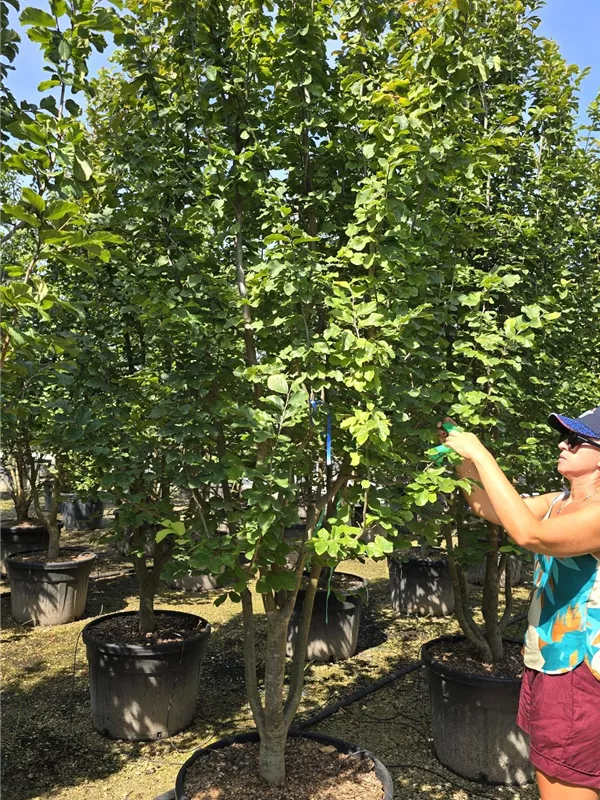 Eisenbaum 'Vanessa' - Parrotia persica 'Vanessa' - Formgehölze