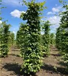 Hainbuche,Weißbuche - Carpinus betulus - Formgehölze