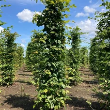 Carpinus betulus - Formgehölze, Fertighecke 40x40 175-